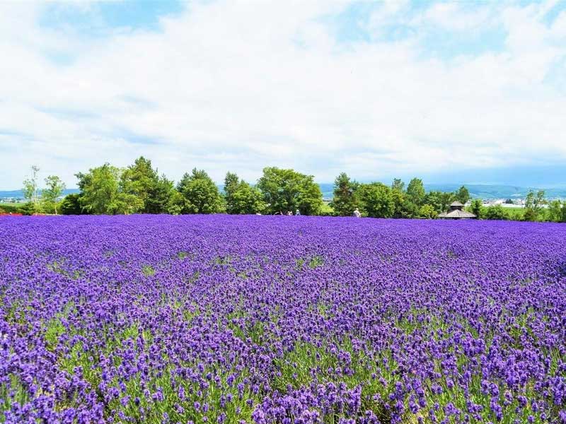 farm tomita, farm tomita best time to visit, sapporo to farm tomita, farm tomita online shop, farm tomita winter, farm tomita map, farm tomita restaurant, farm tomita opening hours, farm tomita october, farm tomita hokkaido flower fields, lavender farm tomita, tomita farm autumn, farm tomita ice cream, farm tomita drive, farm tomita de, farm tomita discography, farm tomita debussy, farm tomita essential oil, farm tomita furano, tomita farm - furano japan, tomita farm from sapporo, tomita flower farm, tomita garden farm, farm tomita hokkaido, tomita farm history, farm heroes saga grass seed levels, hokkaido farm tomita, farm tomita in may, tomita farm in furano hokkaido, farm tomita japan