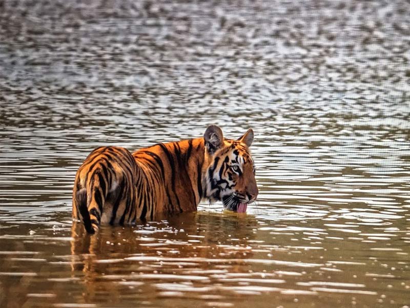 tadoba national park, best time to visit tadoba national park, how to reach tadoba national park, nagpur to tadoba national park, methodology of tadoba national park, tadoba national park resorts, tadoba national park in which state, tadoba national park is famous for which animal, tadoba national park india, tadoba national park area, tadoba national park animals, tadoba national park accommodation, tadoba national park august, tadoba national park nearest airport, tadoba national park tiger attack, animals found in tadoba national park, about tadoba national park, adilabad to tadoba national park, animals in tadoba national park, tadoba national park best time to visit, tadoba national park black panther, tadoba national park black leopard, tadoba national park bamboo forest, birds found in tadoba national park, tadoba national park tiger count, tadoba national park famous for, tadoba national park facts, flora and fauna of tadoba national park, flora of tadoba national park, fauna of tadoba national park