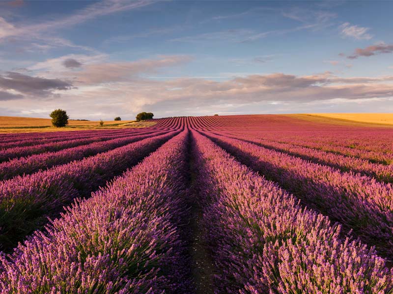 Farm Tomita: One of the most popular tourist destinations