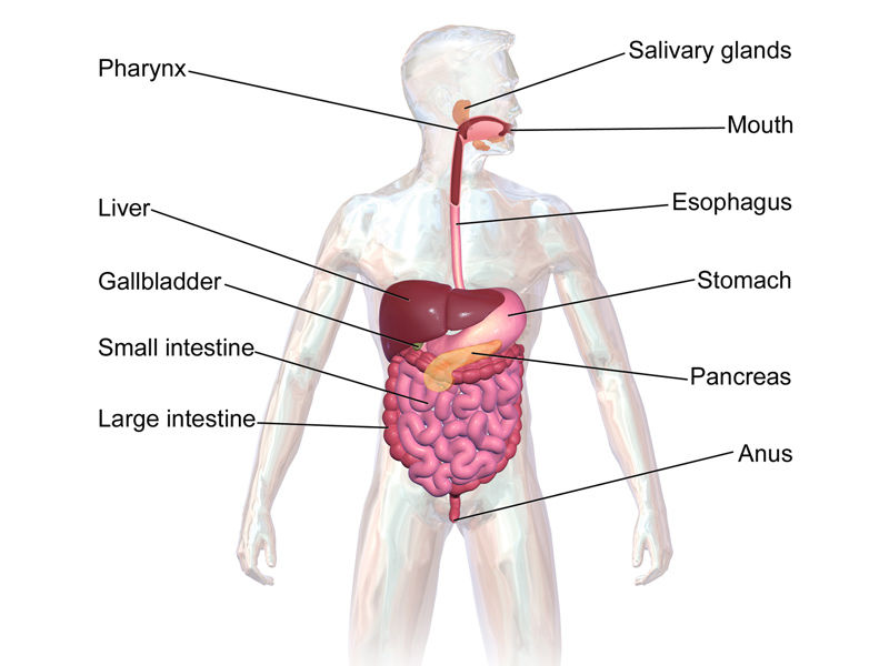 fasting, intermittent fasting, fasting diet, benefits of fasting, does intermittent fasting work, fasting for blood work, intermittent fasting weight loss, fasting blood sugar, fasting and working out, fasting and blood pressure, fasting and diabetes, a fasting diet, a fasting blood sugar level, a fasting blood test, fasting benefits, fasting blood sugar levels, fasting blood work, fasting blood sugar normal range, benefits of intermittent fasting, fasting cardio, fasting cholesterol, fasting effects on body, fasting electrolyte drink