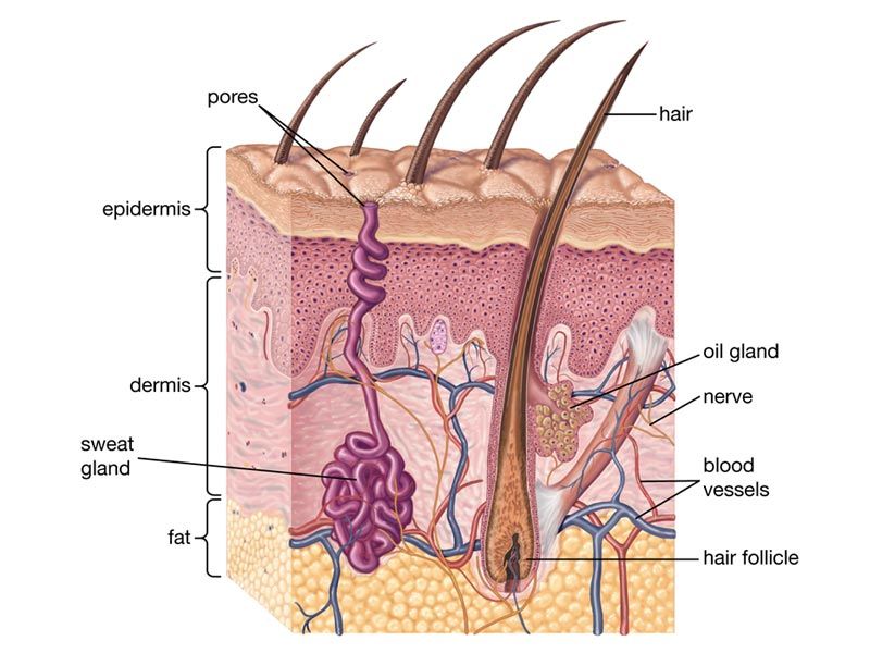 back acne, how to get rid of back acne, back acne treatment, what causes back acne, what causes back acne in females, how to treat back acne, how to get rid of back acne scars, why do i have back acne, how to get rid of back acne overnight, what causes back acne in males, best body wash for back acne, accutane for back acne, apple cider vinegar for back acne, antibiotics for back acne, aloe vera for back acne, acnecide for back acne, adapalene for back acne, african black soap for back acne, arm and back acne, at home back acne treatment, back acne body wash, back acne before and after, back acne breakout, back acne black skin, back acne benzoyl peroxide, back acne brush, back acne before period, back acne black spots, back acne bar soap, best products for back acne