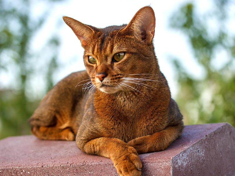 Wonderful Cat breeds for various kind of Households |