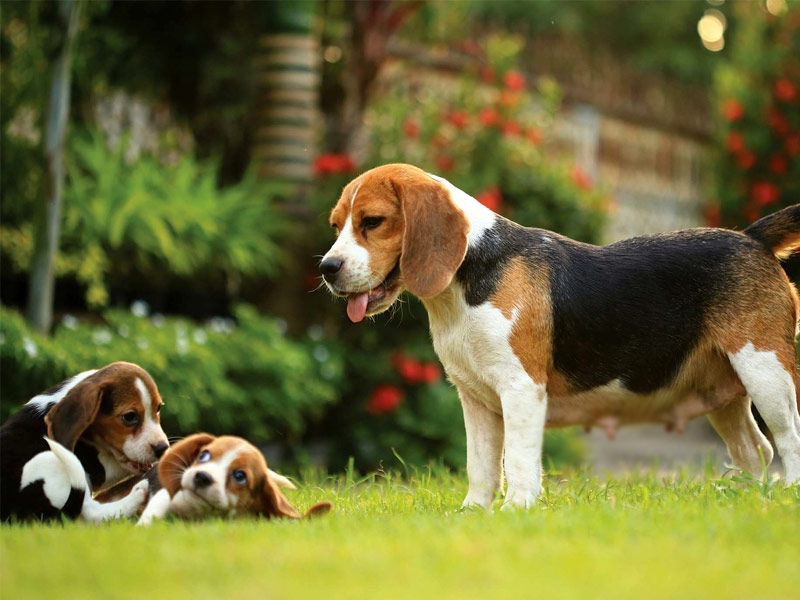 ,beagles ,beagles rescued ,envigo beagles ,beagles for sale ,do beagles shed ,beagles temperament ,jack beagles ,beagles for sale near me ,are beagles good dogs ,how long do beagles live ,beagles for adoption ,beagles as pets