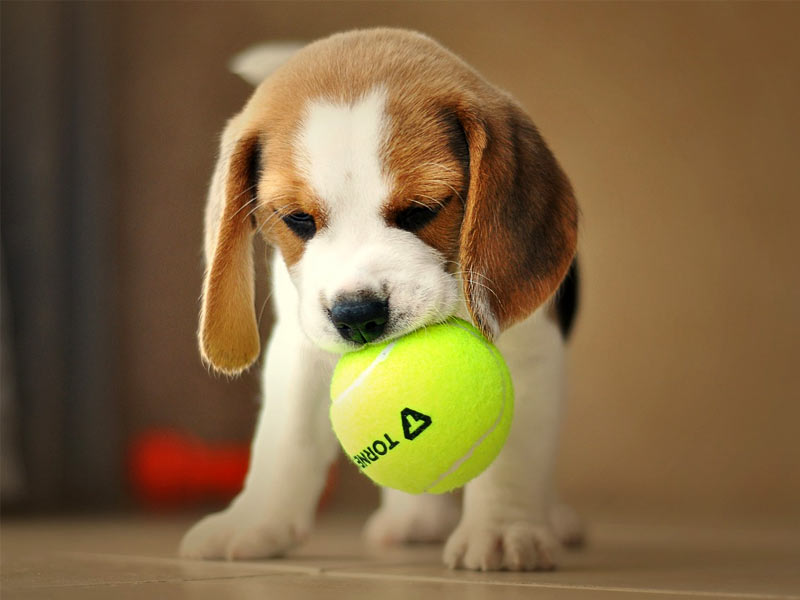 ,beagles ,beagles rescued ,envigo beagles ,beagles for sale ,do beagles shed ,beagles temperament ,jack beagles ,beagles for sale near me ,are beagles good dogs ,how long do beagles live ,beagles for adoption ,beagles as pets