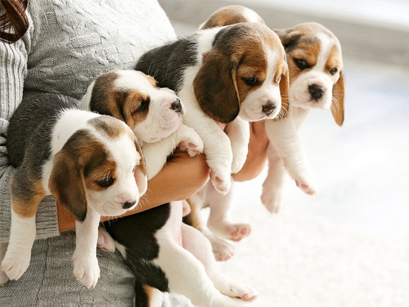 ,beagles ,beagles rescued ,envigo beagles ,beagles for sale ,do beagles shed ,beagles temperament ,jack beagles ,beagles for sale near me ,are beagles good dogs ,how long do beagles live ,beagles for adoption ,beagles as pets