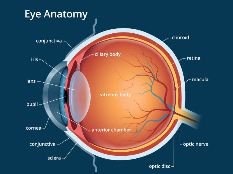 cataract, cataract surgery, cataracts, cataract symptoms, cataract surgery recovery, cataract falls, cataract definition, cataract surgery cost, cataracts in dogs, after cataract surgery, cataract surgery recovery time, cataract surgery near me, cataract eye, cataract and laser, cataract ancient egypt, cataract and laser institute, cataract and laser center, cataract ancient egypt definition, cataract and glaucoma, cataract and glaucoma surgery, after cataract surgery precautions, after cataract surgery eye drops, after cataract surgery floaters, after cataract surgery blurry vision, about cataract surgery