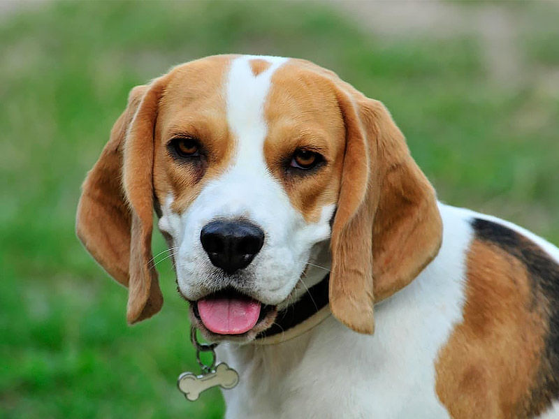 ,beagles ,beagles rescued ,envigo beagles ,beagles for sale ,do beagles shed ,beagles temperament ,jack beagles ,beagles for sale near me ,are beagles good dogs ,how long do beagles live ,beagles for adoption ,beagles as pets