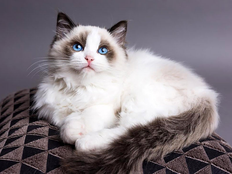 Wonderful Cat breeds for various kind of Households