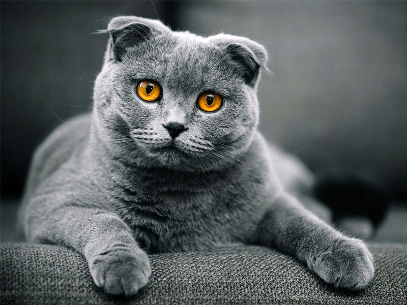 ,cat breeds household ,household cat breeds ,common household cat breeds ,big household cat breeds ,best household cat breeds ,common house cats breeds ,different types of household cats ,cat mixed breeds list ,household cats- breeds ,a cat breeds