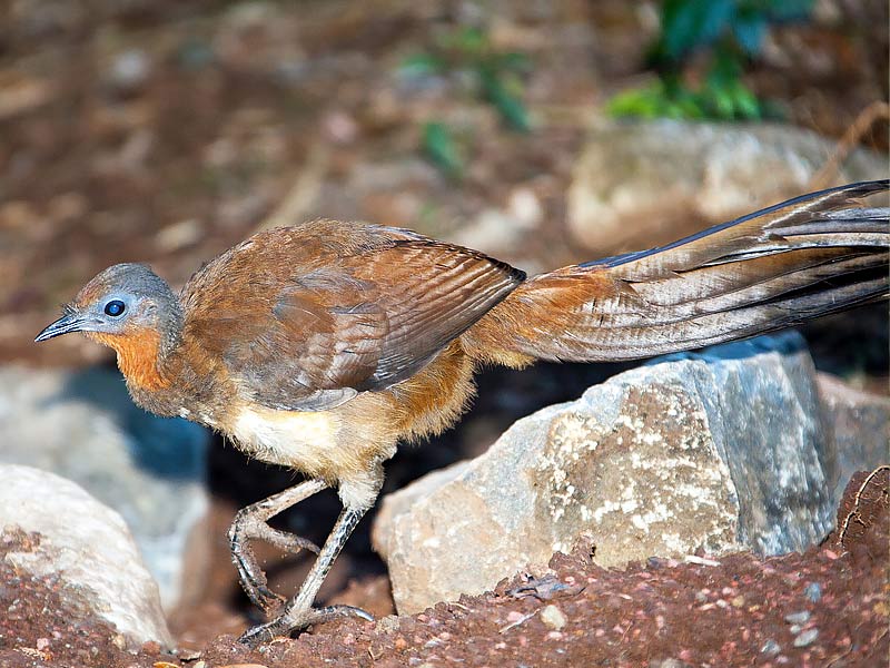 ,lyrebird ,superb lyrebird ,lyrebird chainsaw ,lyrebird app ,springbrook lyrebird retreat ,albert's lyrebird ,lyrebird voice ,lyrebird pronunciation ,google lyrebird ,lyrebird linux ,lyrebird adaptations ,lyrebird as a pet ,lyrebird ai voice