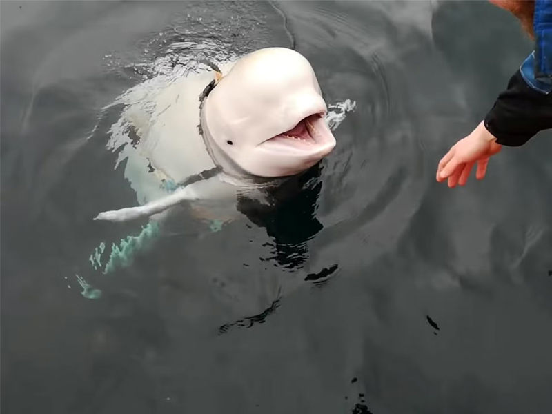 belugas, what do belugas eat, belugas alaska, belugas and mermaids, are belugas friendly, are belugas dangerous, are belugas whales or dolphins, are belugas mammals, are belugas whales, are belugas smart, are belugas going extinct, beluga baby, bunch of belugas, baby belugas, belugas count, are belugas nice to humans, what are belugas, do belugas like humans, do belugas attack humans, do belugas lay eggs, do belugas eat seals, do belugas migrate, endangered belugas