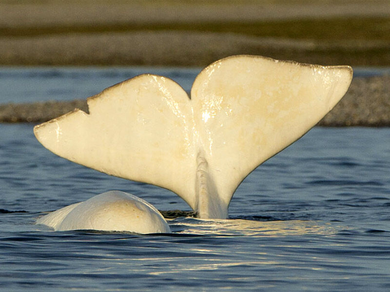 belugas, what do belugas eat, belugas alaska, belugas and mermaids, are belugas friendly, are belugas dangerous, are belugas whales or dolphins, are belugas mammals, are belugas whales, are belugas smart, are belugas going extinct, beluga baby, bunch of belugas, baby belugas, belugas count, are belugas nice to humans, what are belugas, do belugas like humans, do belugas attack humans, do belugas lay eggs, do belugas eat seals, do belugas migrate, endangered belugas