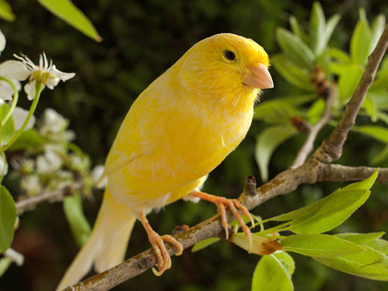 pet birds, best pet birds, types of pet birds, best pet birds for beginners, small pet birds, names for pet birds, pet birds that talk, quiet pet birds, how long do pet birds live, best pet birds that talk, pet birds at petsmart, pet birds at petco, pet birds and pregnancy, pet birds and cats, pet birds and asthma, pet birds adoption, pet birds african grey, pet birds and mental health, pet birds and allergies, pet birds and respiratory problems, all pet birds, australian pet birds, are pet birds loud, all types of pet birds, are pet birds messy, affectionate pet birds