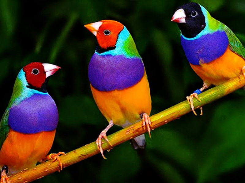 pet birds, best pet birds, types of pet birds, best pet birds for beginners, small pet birds, names for pet birds, pet birds that talk, quiet pet birds, how long do pet birds live, best pet birds that talk, pet birds at petsmart, pet birds at petco, pet birds and pregnancy, pet birds and cats, pet birds and asthma, pet birds adoption, pet birds african grey, pet birds and mental health, pet birds and allergies, pet birds and respiratory problems, all pet birds, australian pet birds, are pet birds loud, all types of pet birds, are pet birds messy, affectionate pet birds