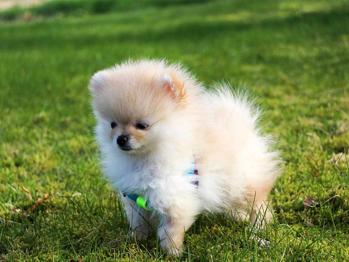 Small Dog Breeds As Pets: The Ideal Tiny Dog For You - Voices ...