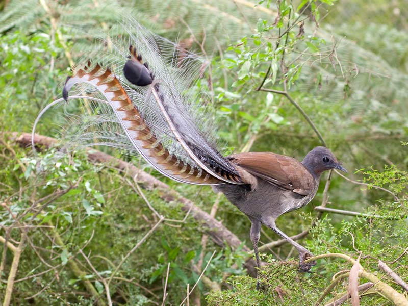 ,lyrebird ,superb lyrebird ,lyrebird chainsaw ,lyrebird app ,springbrook lyrebird retreat ,albert's lyrebird ,lyrebird voice ,lyrebird pronunciation ,google lyrebird ,lyrebird linux ,lyrebird adaptations ,lyrebird as a pet ,lyrebird ai voice