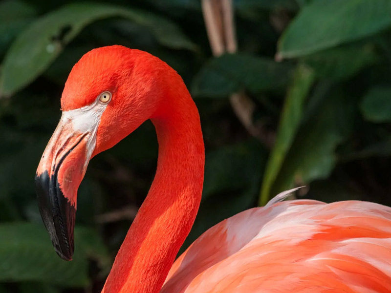 ,flamingos ,pink flamingos ,can flamingos fly ,what do flamingos eat ,where do flamingos live do flamingos fly, facts about flamingos, florence flamingos, what do flamingos mean sexually ,four flamingos ,flamingos meaning ,flamingos at rv park ,flamingos and pineapples ,flamingos aruba ,flamingos and swinging