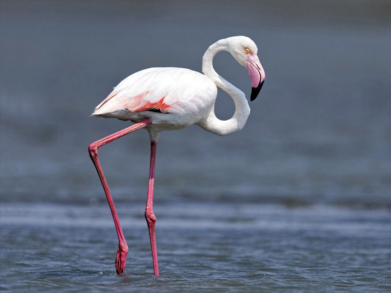 ,flamingos ,pink flamingos ,can flamingos fly ,what do flamingos eat ,where do flamingos live do flamingos fly, facts about flamingos, florence flamingos, what do flamingos mean sexually ,four flamingos ,flamingos meaning ,flamingos at rv park ,flamingos and pineapples ,flamingos aruba ,flamingos and swinging
