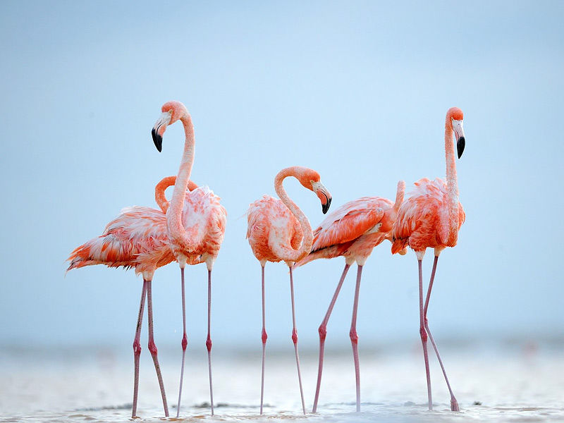 13 Fun Flamingo Facts About These Pink Wonders