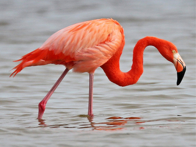 ,flamingos ,pink flamingos ,can flamingos fly ,what do flamingos eat ,where do flamingos live do flamingos fly, facts about flamingos, florence flamingos, what do flamingos mean sexually ,four flamingos ,flamingos meaning ,flamingos at rv park ,flamingos and pineapples ,flamingos aruba ,flamingos and swinging