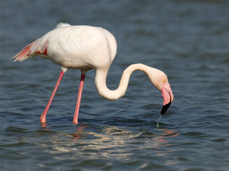 ,flamingos ,pink flamingos ,can flamingos fly ,what do flamingos eat ,where do flamingos live do flamingos fly, facts about flamingos, florence flamingos, what do flamingos mean sexually ,four flamingos ,flamingos meaning ,flamingos at rv park ,flamingos and pineapples ,flamingos aruba ,flamingos and swinging