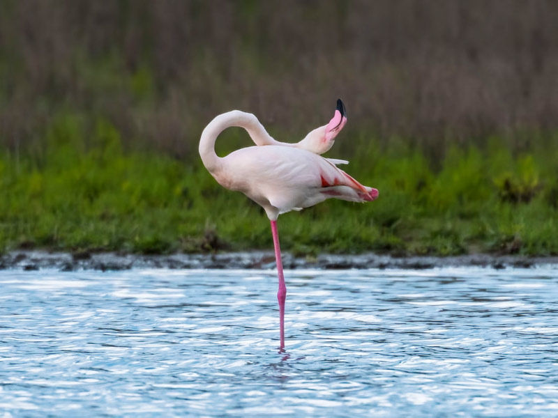 ,flamingos ,pink flamingos ,can flamingos fly ,what do flamingos eat ,where do flamingos live do flamingos fly, facts about flamingos, florence flamingos, what do flamingos mean sexually ,four flamingos ,flamingos meaning ,flamingos at rv park ,flamingos and pineapples ,flamingos aruba ,flamingos and swinging