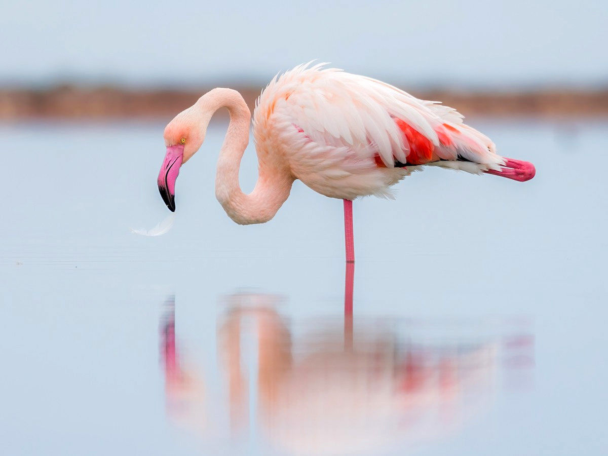 Fascinating Facts About Flamingos Voices Shortpedia