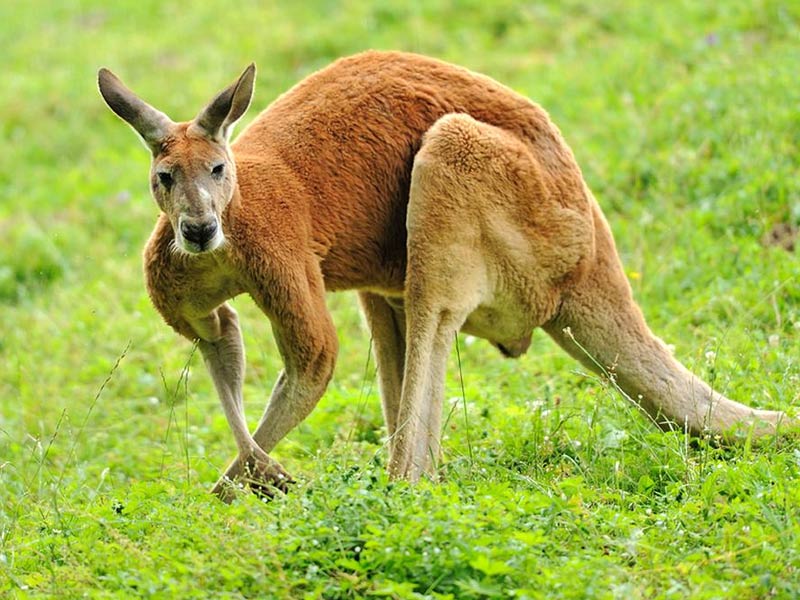 Remove term: buff kangaroo buff kangarooRemove term: captain kangaroo captain kangarooRemove term: kangaroo kangarooRemove term: kangaroo app kangaroo appRemove term: kangaroo attack kangaroo attackRemove term: kangaroo court kangaroo courtRemove term: kangaroo pouch kangaroo pouchRemove term: koo koo kangaroo koo koo kangarooRemove term: red kangaroo red kangarooRemove term: tree kangaroo tree kangaroo