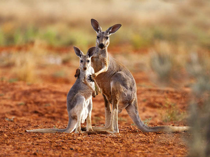 Remove term: buff kangaroo buff kangarooRemove term: captain kangaroo captain kangarooRemove term: kangaroo kangarooRemove term: kangaroo app kangaroo appRemove term: kangaroo attack kangaroo attackRemove term: kangaroo court kangaroo courtRemove term: kangaroo pouch kangaroo pouchRemove term: koo koo kangaroo koo koo kangarooRemove term: red kangaroo red kangarooRemove term: tree kangaroo tree kangaroo