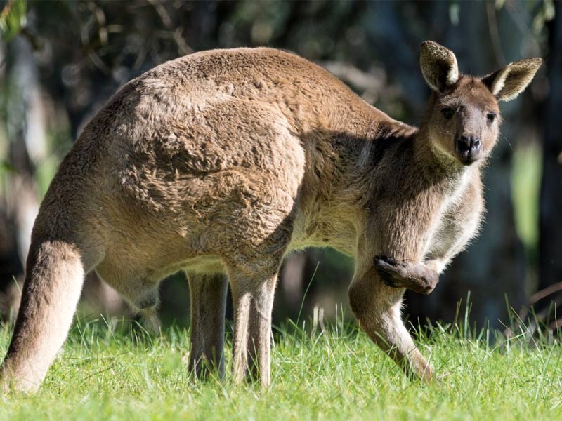 red kangaroo buff
