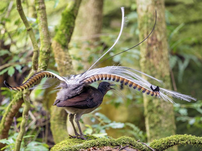 ,lyrebird ,superb lyrebird ,lyrebird chainsaw ,lyrebird app ,springbrook lyrebird retreat ,albert's lyrebird ,lyrebird voice ,lyrebird pronunciation ,google lyrebird ,lyrebird linux ,lyrebird adaptations ,lyrebird as a pet ,lyrebird ai voice