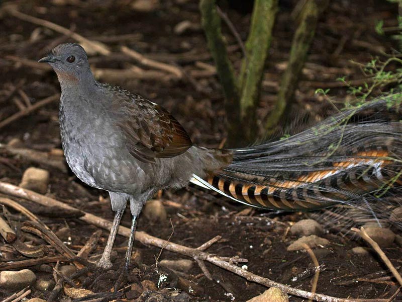 ,lyrebird ,superb lyrebird ,lyrebird chainsaw ,lyrebird app ,springbrook lyrebird retreat ,albert's lyrebird ,lyrebird voice ,lyrebird pronunciation ,google lyrebird ,lyrebird linux ,lyrebird adaptations ,lyrebird as a pet ,lyrebird ai voice