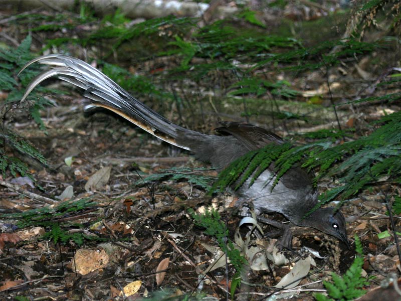 ,lyrebird ,superb lyrebird ,lyrebird chainsaw ,lyrebird app ,springbrook lyrebird retreat ,albert's lyrebird ,lyrebird voice ,lyrebird pronunciation ,google lyrebird ,lyrebird linux ,lyrebird adaptations ,lyrebird as a pet ,lyrebird ai voice