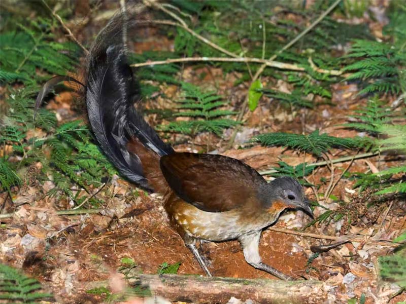 ,lyrebird ,superb lyrebird ,lyrebird chainsaw ,lyrebird app ,springbrook lyrebird retreat ,albert's lyrebird ,lyrebird voice ,lyrebird pronunciation ,google lyrebird ,lyrebird linux ,lyrebird adaptations ,lyrebird as a pet ,lyrebird ai voice