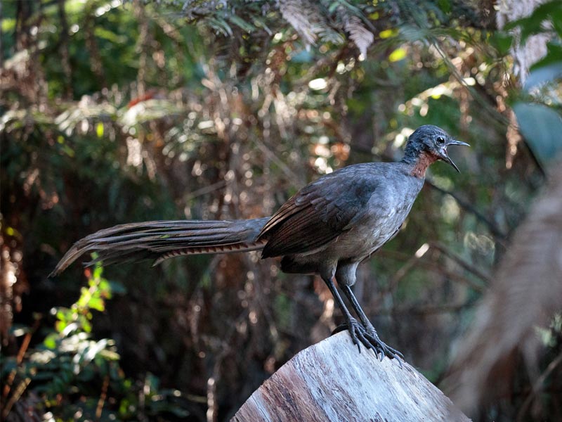 ,lyrebird ,superb lyrebird ,lyrebird chainsaw ,lyrebird app ,springbrook lyrebird retreat ,albert's lyrebird ,lyrebird voice ,lyrebird pronunciation ,google lyrebird ,lyrebird linux ,lyrebird adaptations ,lyrebird as a pet ,lyrebird ai voice