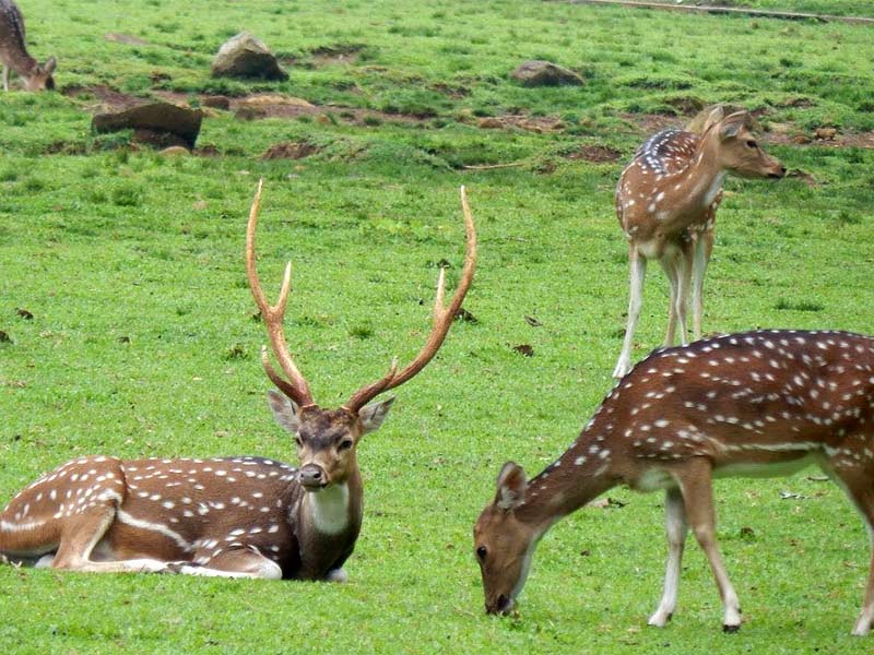 doggo friendly parks, sundar nursery cover, japanese park delhi, siri fort park, deer park.hauz khas, lodhi garden, nehru park, sunder nursury, sanjay van, delhi pet dog park