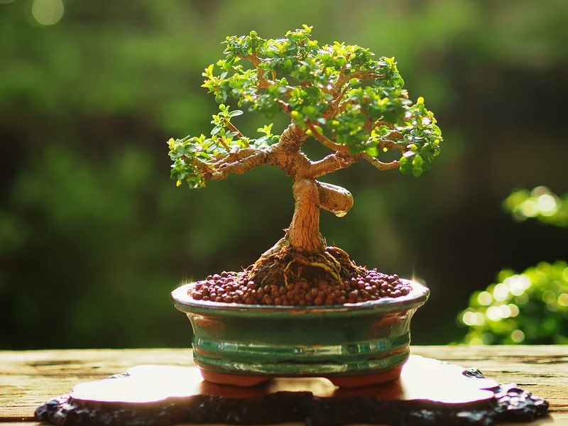 ,bonsai ,bonsai tree ,bonsai tree lego ,bonsai tree for sale ,lego bonsai ,bonsai sushi ,bonsai tree near me ,bonsai tree care ,bonsai plant ,how to take care of a bonsai tree ,herons bonsai ,bonsai apple tree