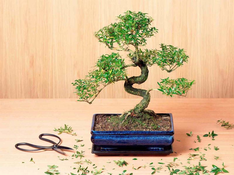 ,bonsai ,bonsai tree ,bonsai tree lego ,bonsai tree for sale ,lego bonsai ,bonsai sushi ,bonsai tree near me ,bonsai tree care ,bonsai plant ,how to take care of a bonsai tree ,herons bonsai ,bonsai apple tree