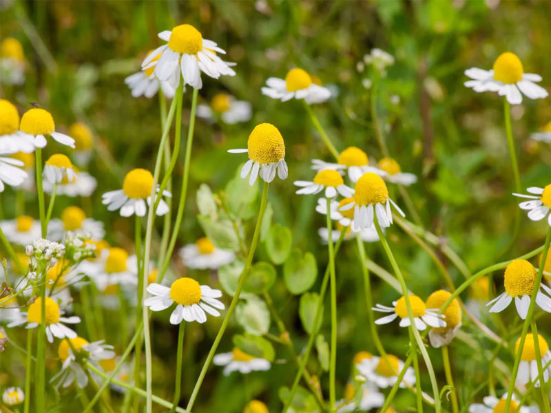 ,herbs ,mountain rose herbs herbst appliance, how to dry herbs, happy herbs, just herbs, italian herbs, gaia herbs, herbs for anxiety,