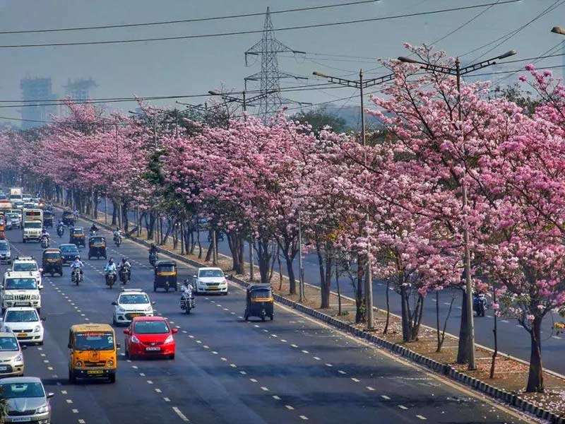 cherry blossam, cherry blossom minecraf,t cherry blossom dc, cherry blossom festival, ,cherry blossom biome minecraft ,cherry blossom wood japanese cherry blossom ,cherry blossom dc 2023 ,cherry blossom tattoo ,cherry blossom festival 2023 ,cherry blossom art ,cherry blossom agate ,cherry blossom anime ,cherry blossom aesthetic