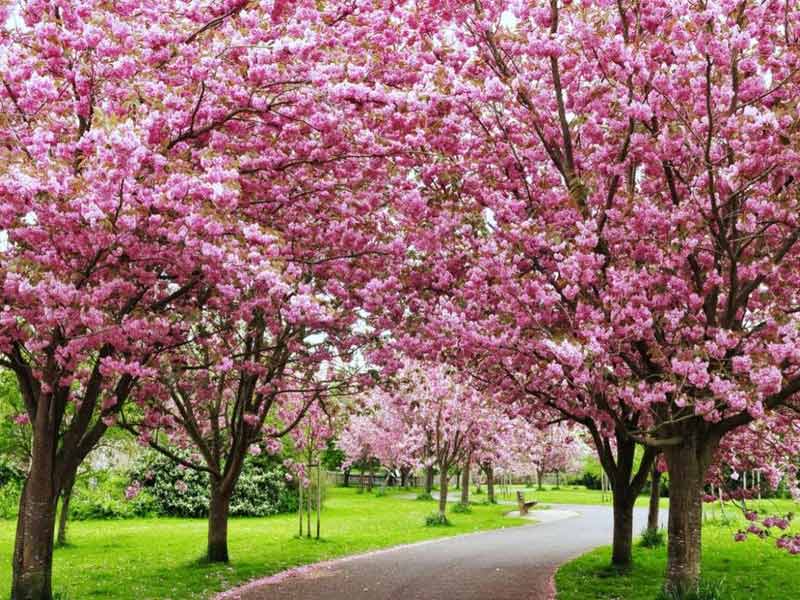 cherry blossam, cherry blossom minecraf,t cherry blossom dc, cherry blossom festival, ,cherry blossom biome minecraft ,cherry blossom wood japanese cherry blossom ,cherry blossom dc 2023 ,cherry blossom tattoo ,cherry blossom festival 2023 ,cherry blossom art ,cherry blossom agate ,cherry blossom anime ,cherry blossom aesthetic