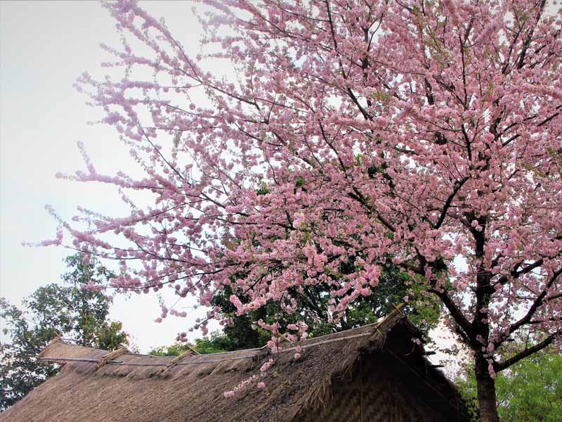 cherry blossam, cherry blossom minecraf,t cherry blossom dc, cherry blossom festival, ,cherry blossom biome minecraft ,cherry blossom wood japanese cherry blossom ,cherry blossom dc 2023 ,cherry blossom tattoo ,cherry blossom festival 2023 ,cherry blossom art ,cherry blossom agate ,cherry blossom anime ,cherry blossom aesthetic