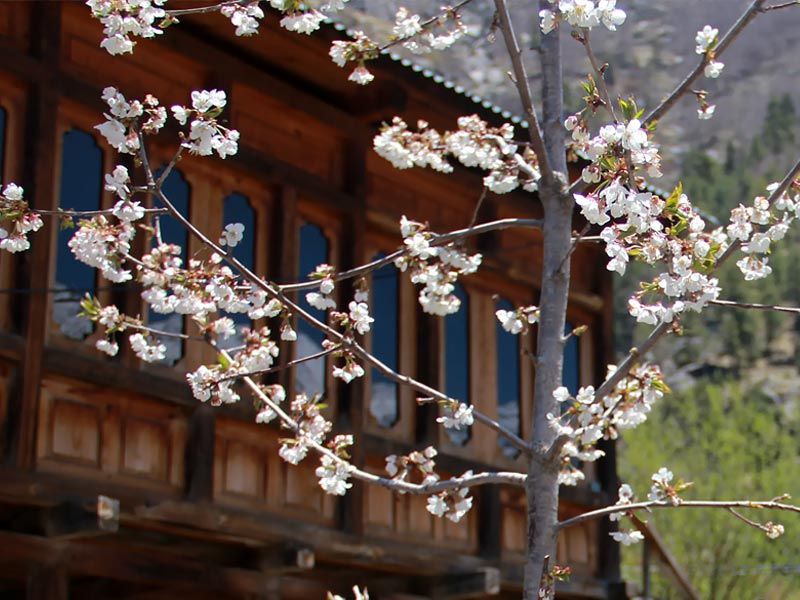 cherry blossam, cherry blossom minecraf,t cherry blossom dc, cherry blossom festival, ,cherry blossom biome minecraft ,cherry blossom wood japanese cherry blossom ,cherry blossom dc 2023 ,cherry blossom tattoo ,cherry blossom festival 2023 ,cherry blossom art ,cherry blossom agate ,cherry blossom anime ,cherry blossom aesthetic