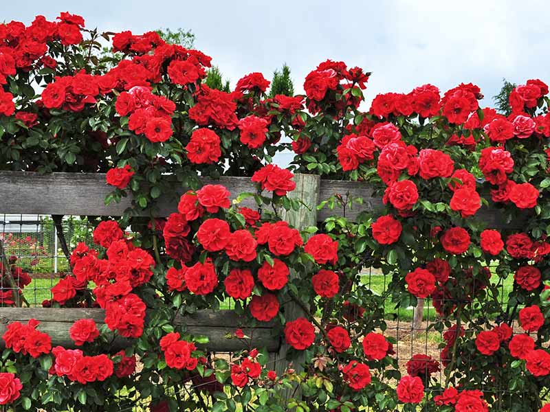 ,roses ,guns n roses ,a court of thorns and roses ,david austin roses ,roses near me ,roses are red poems ,roses and sunflowers ,a bed of roses ,are roses pink ,roses bouquet ,roses background ,blue roses ,black roses ,roses color meaning ,roses colors