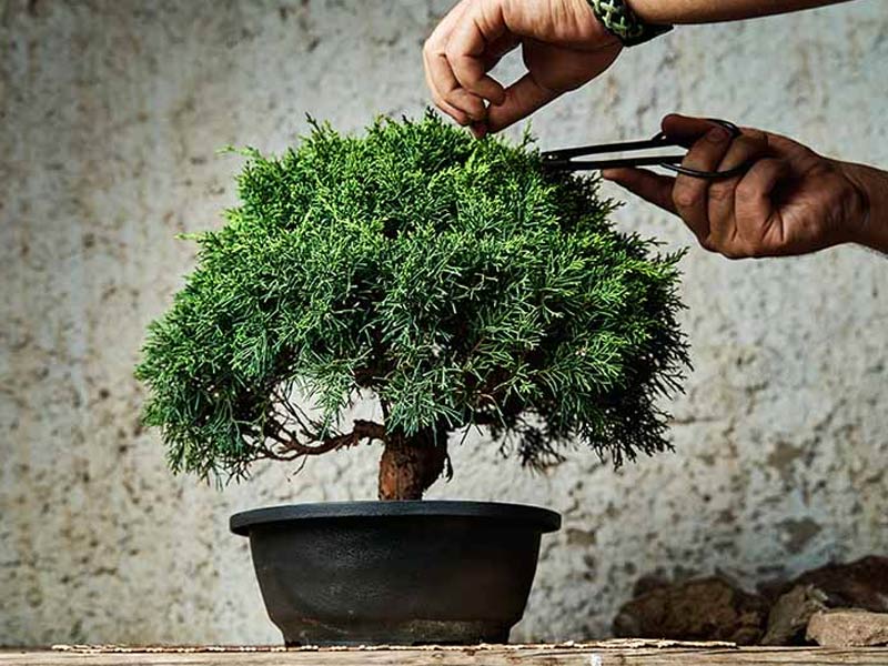 ,bonsai ,bonsai tree ,bonsai tree lego ,bonsai tree for sale ,lego bonsai ,bonsai sushi ,bonsai tree near me ,bonsai tree care ,bonsai plant ,how to take care of a bonsai tree ,herons bonsai ,bonsai apple tree