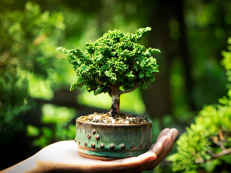 ,bonsai ,bonsai tree ,bonsai tree lego ,bonsai tree for sale ,lego bonsai ,bonsai sushi ,bonsai tree near me ,bonsai tree care ,bonsai plant ,how to take care of a bonsai tree ,herons bonsai ,bonsai apple tree