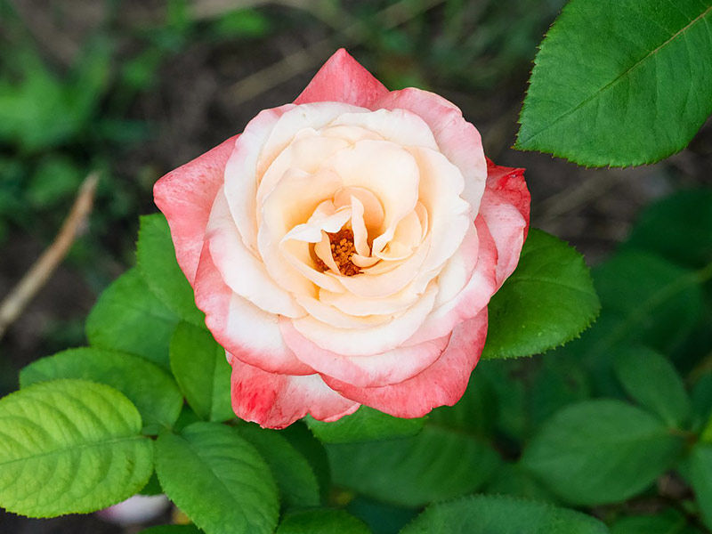 hybrid tea roses,roses ,guns n roses ,a court of thorns and roses ,david austin roses ,roses near me ,roses are red poems ,roses and sunflowers ,a bed of roses ,are roses pink ,roses bouquet ,roses background ,blue roses ,black roses ,roses color meaning ,roses colors