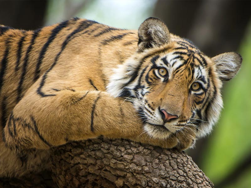 The Ranthambore National Park - Voices Shortpedia