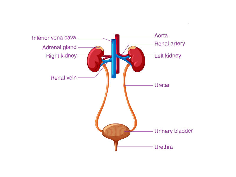 ,uti ,uti symptoms ,u,ti treatment ,a,ntibiotics for uti ,uti medicine ,home remedies for uti ,how to get rid of a uti ,uti causes ,,ciprofloxacin for uti ,uti symptoms men uti antibiotics ,uti after sex ,uti at home treatment ,uti and pregnancy