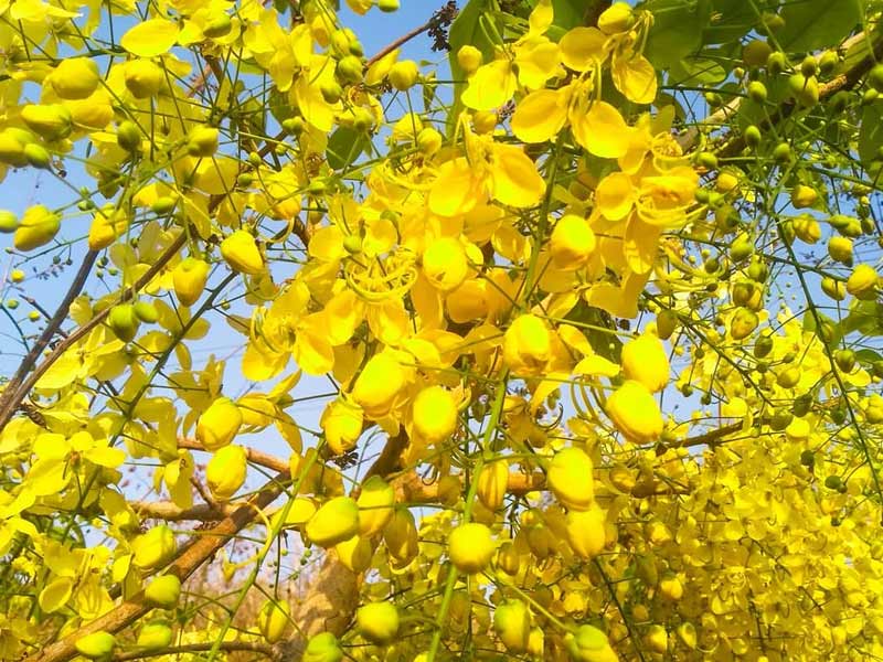 common trees, most common trees in uk, most common trees in texas, common trees in florida, common trees in texas, common trees in california, most common trees, most common trees in the amazon rainforest, common trees in virginia, most common trees in pennsylvania ,common trees in georgia